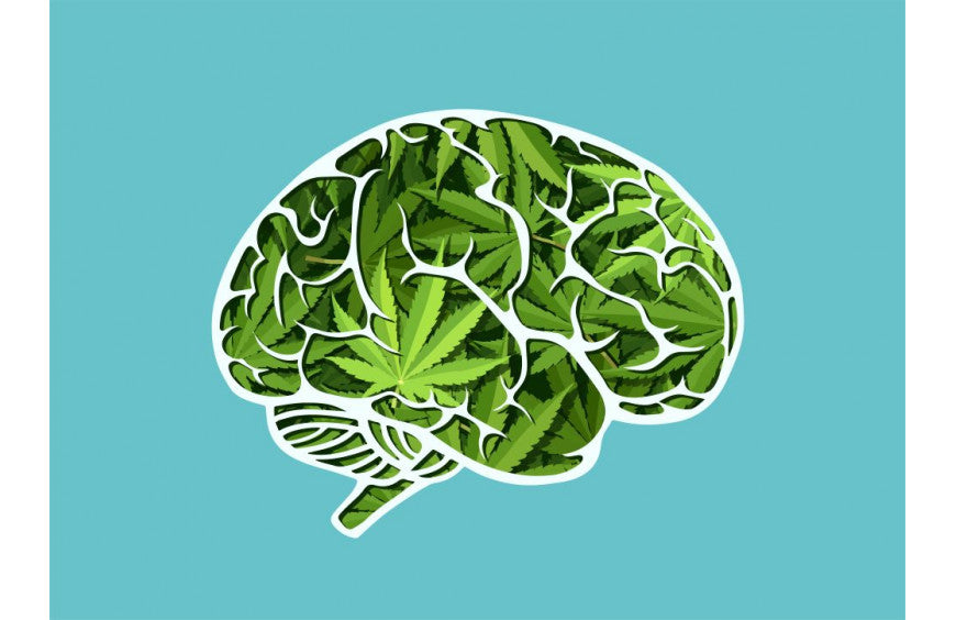CBD verhoogt de bloedtoevoer naar de hersenen voor een beter geheugen en betere besluitvorming