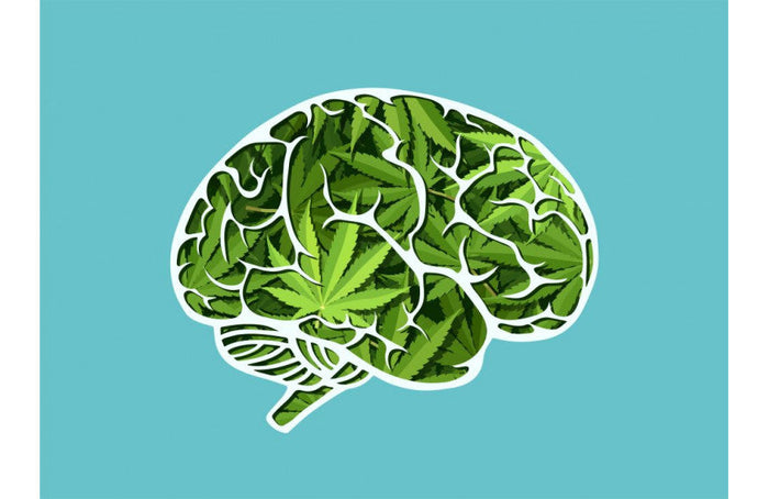 CBD verhoogt de bloedtoevoer naar de hersenen voor een beter geheugen en betere besluitvorming