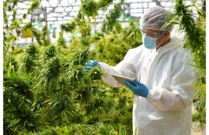 Ontdek 9 verrassende wetenschappelijke feiten over CBD!