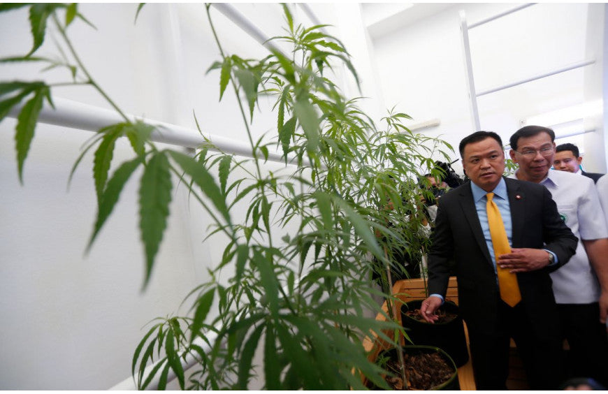 Thaise patiënten en boeren mogen medicinale cannabis telen en verkopen