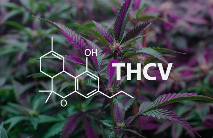 THCV, de nieuwkomer in de wereld van cannabinoïden