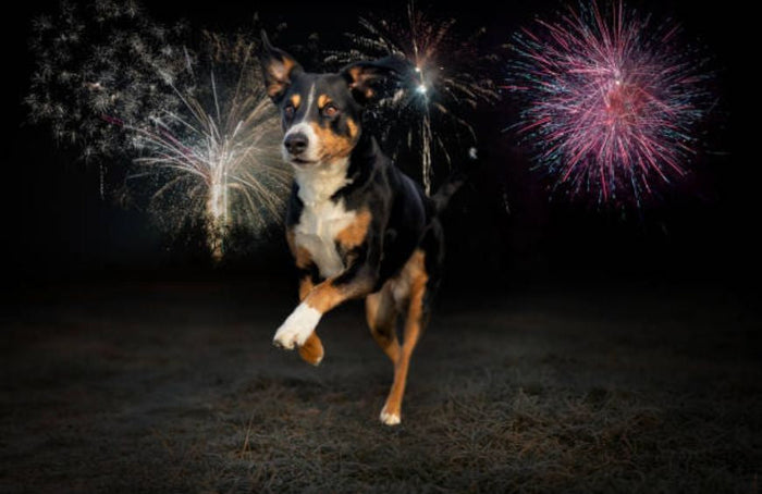 Honden, katten, kan CBD hen kalmeren tijdens vuurwerk?