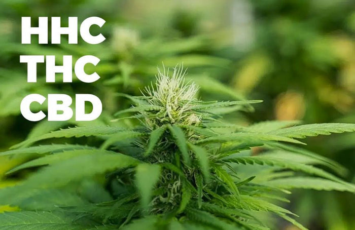 HHC versus THC en CBD: wat zegt de wetenschap?
