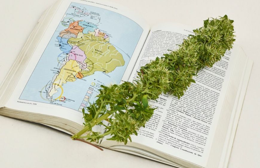 Zuid-Amerika staat open voor cannabis