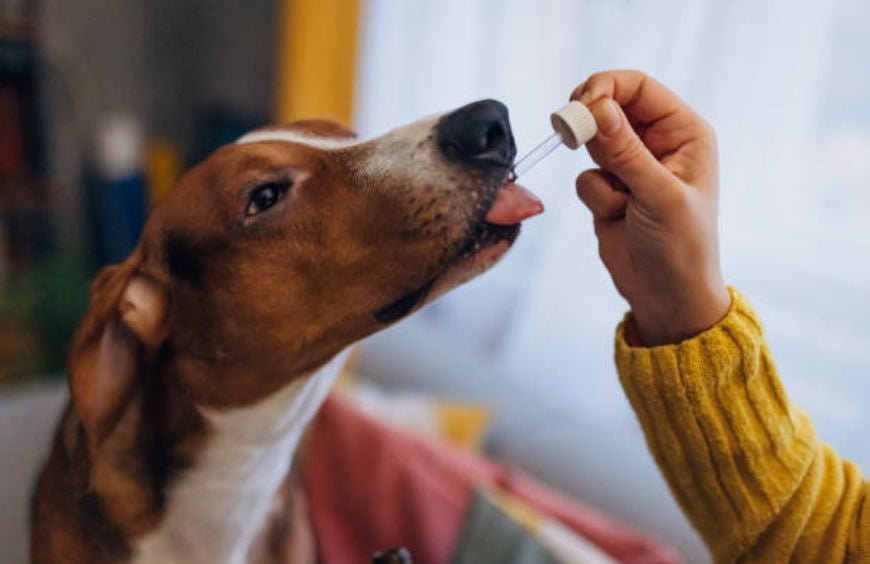 Verzorg je hond met CBD