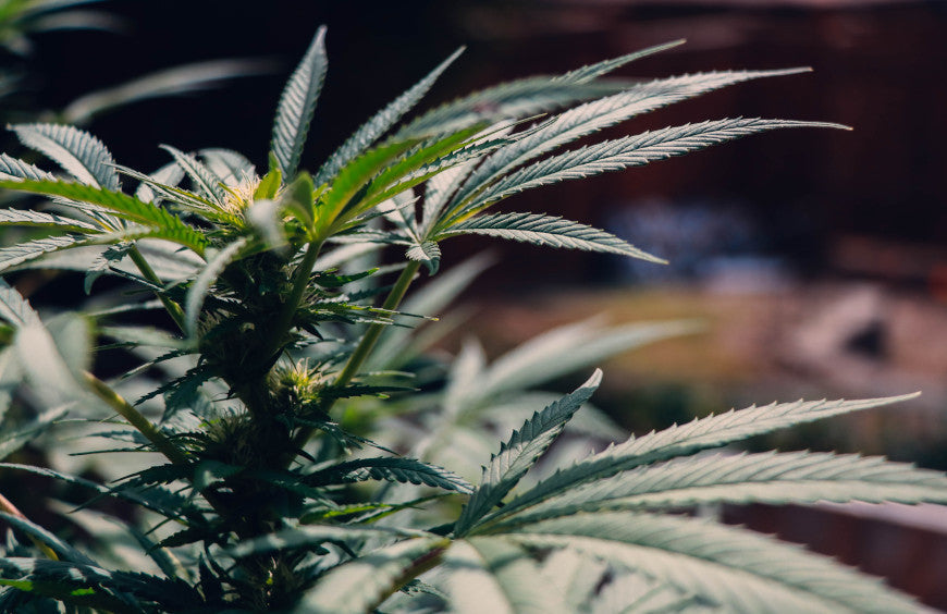 HHC opgenomen in de lijst van verdovende middelen