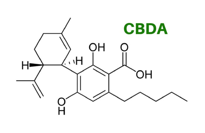 CBDA, een cannabinoïde met talrijke voordelen