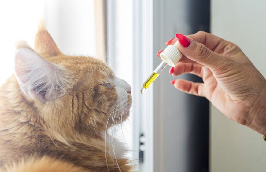 Verzorg je kat met CBD