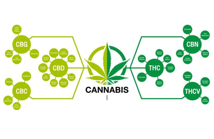 De wetenschap onderzoekt de genetica die verband houdt met de synthese van cannabinoïden