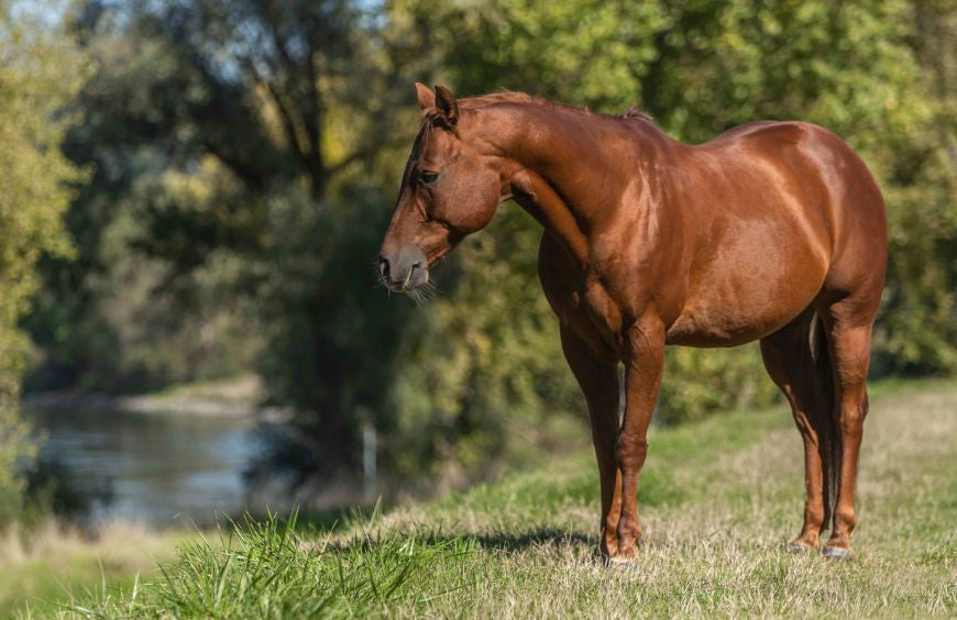 Tics bij paarden: deze studie toont alle voordelen van CBD aan
