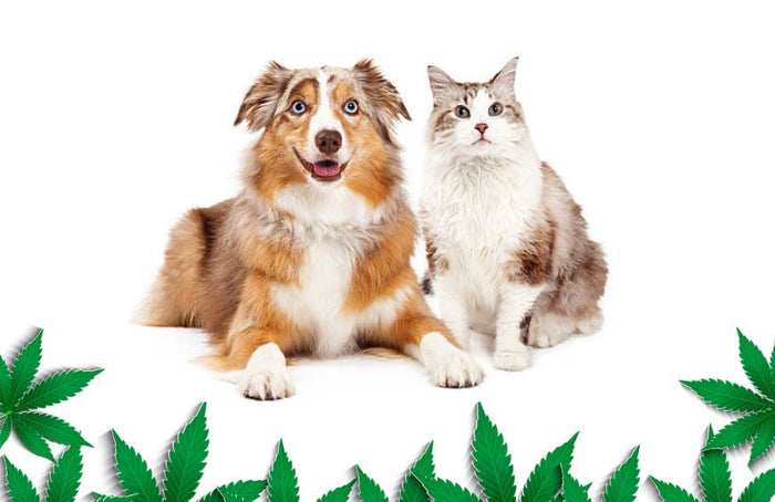 Hoe kan CBD mijn hond of kat helpen?