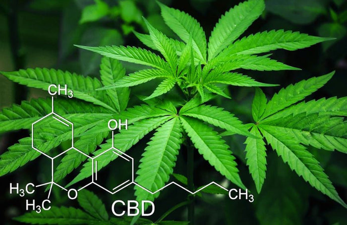 Is CBD een drug?