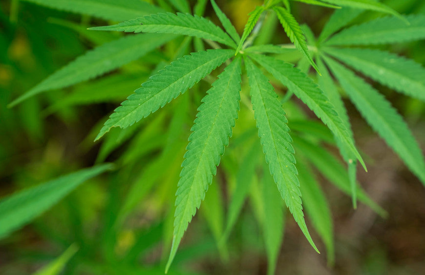 Is het mogelijk om CBD te gebruiken om van cannabis af te kicken?