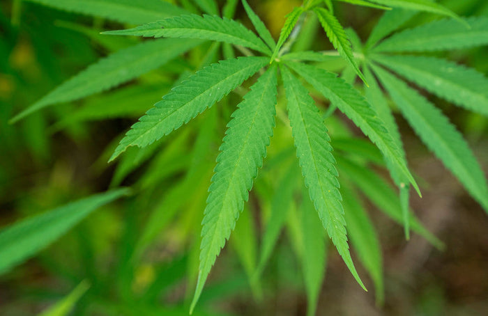 Is het mogelijk om CBD te gebruiken om van cannabis af te kicken?