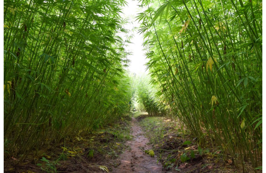 Hennep, een plant die nuttiger is dan bomen voor het vastleggen van koolstof