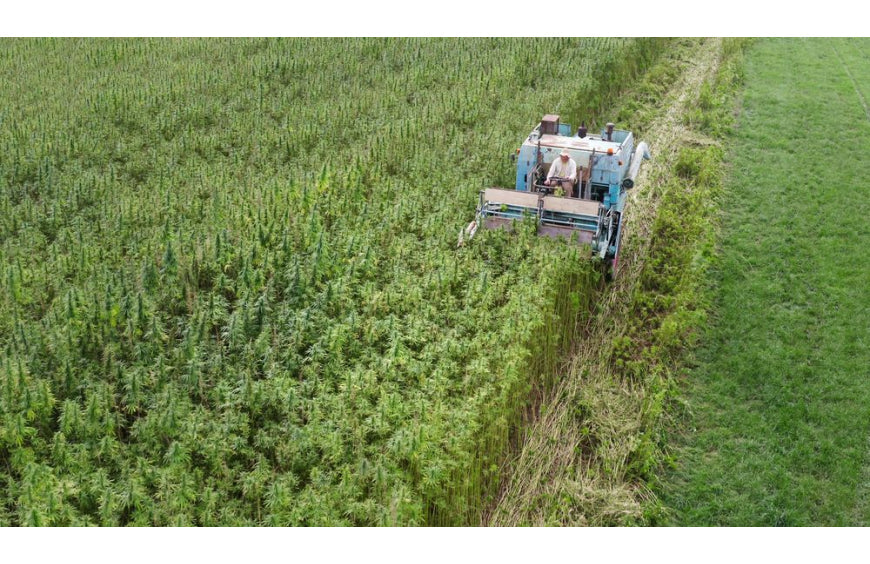 Hennep, het volgende superfood voor uw salades?