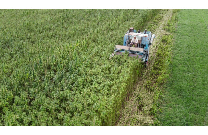 Hennep, het volgende superfood voor uw salades?