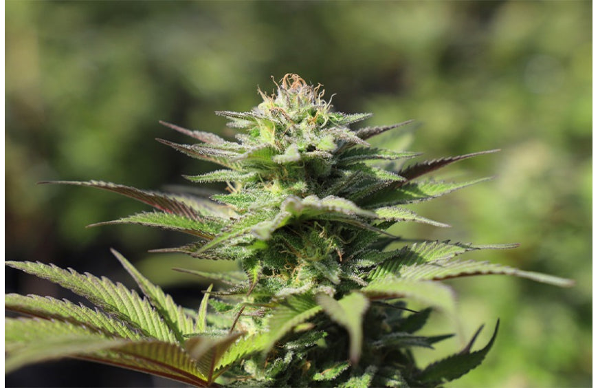 UPCBD: op weg naar regulering van CBD?