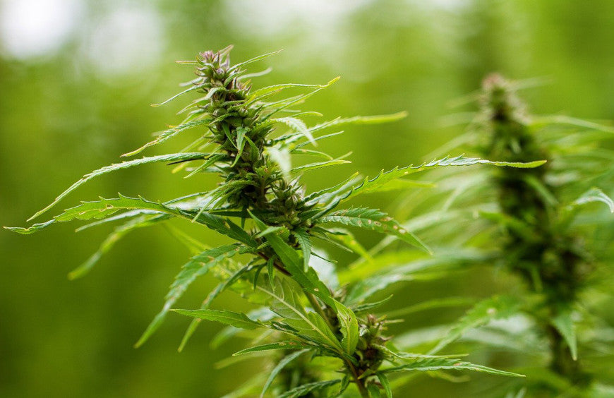 Alles wat u moet weten over HHC, deze nieuwe molecule in cannabis