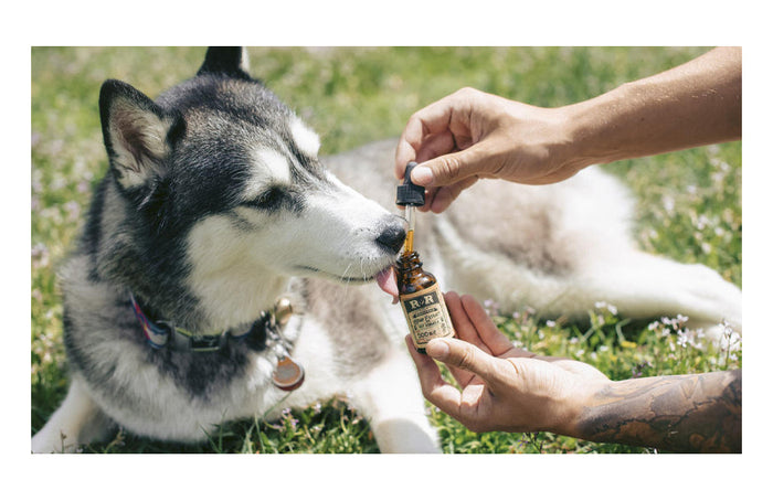Kan CBD-olie onze huisdieren, waaronder onze honden, kalmeren?