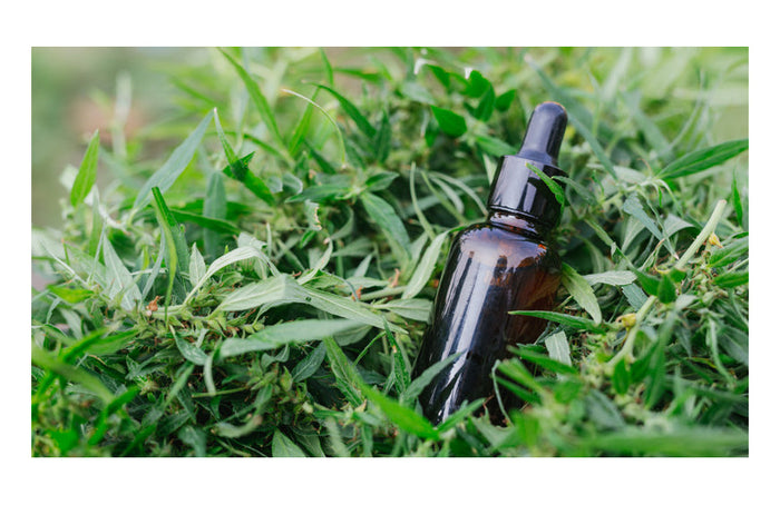 CBD-olie, definitie en omvang van de effecten