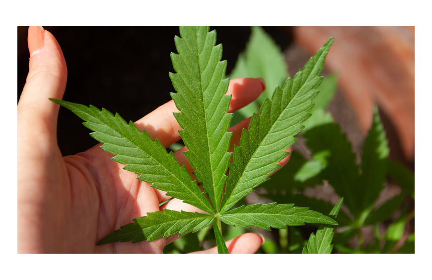 Skunk: de geheimen van een zeer geliefde soort