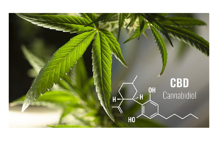 CBN versus CBD: de verschillen die u moet kennen