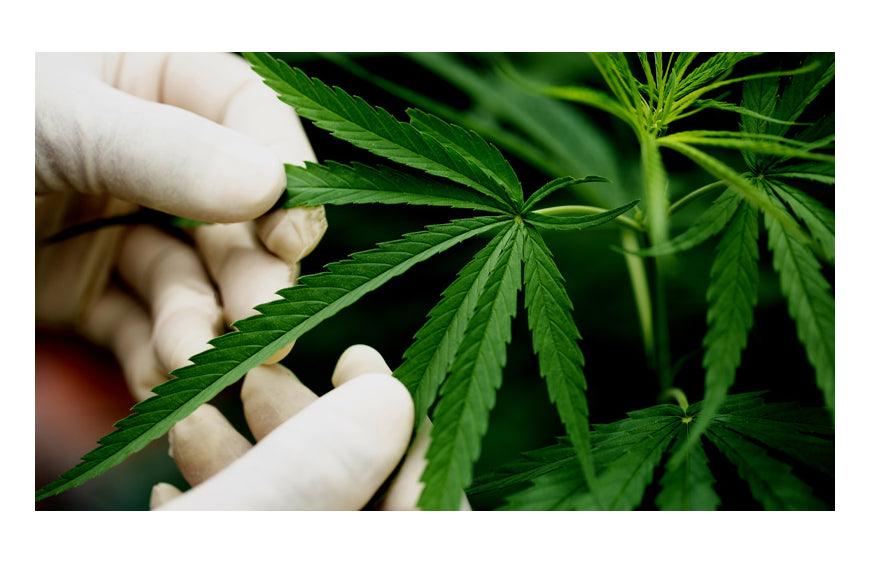 Alles wat u moet weten over CBN!