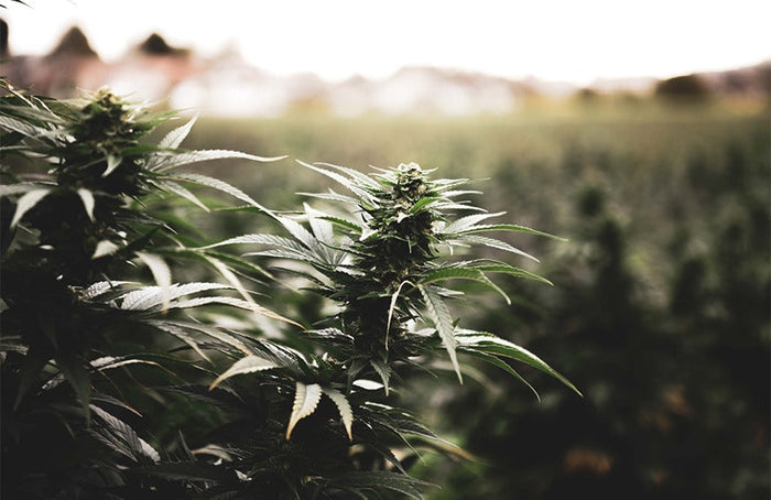 Als die Franse regering zich met biologisch hennep bemoeit