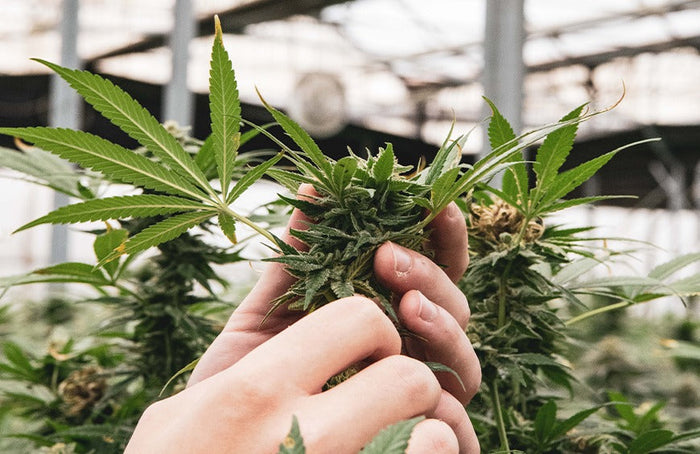 De Franse staat overschrijdt zijn rechten en verbiedt de verkoop van CBD-bloemen