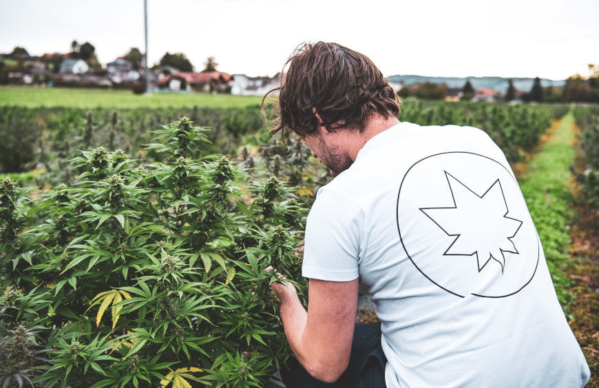 CBD: een bloeiende sector in gevaar