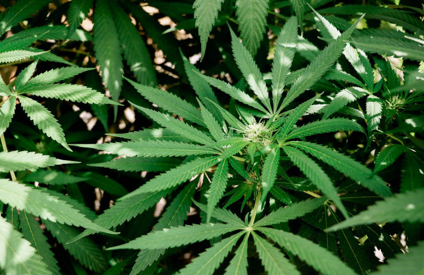 Waarom CBD in Frankrijk niet het succes heeft dat het verdient