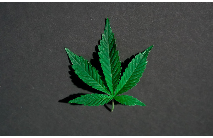 High Society zal aanwezig zijn op de CBD-beurs in Marseille