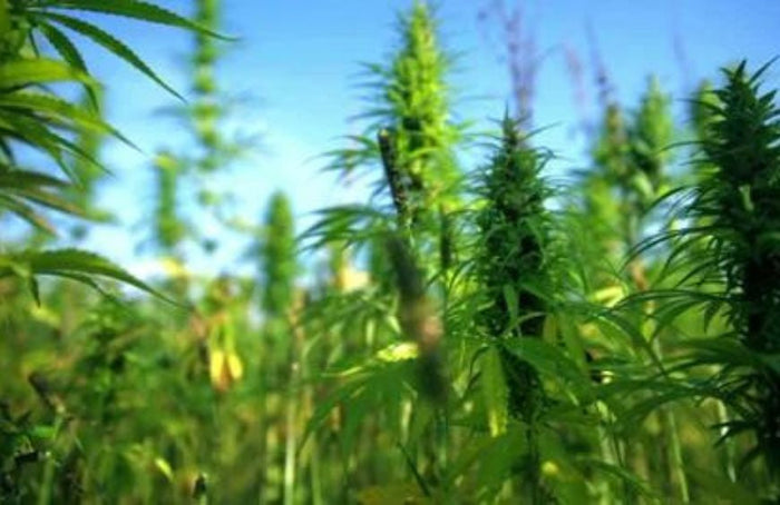 Klimaatopwarming en cannabis: een winnende combinatie