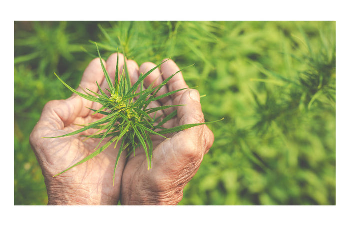 CBD thuis kweken: legaal of niet?