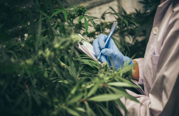 Hoe bouw je een carrière op in CBD?