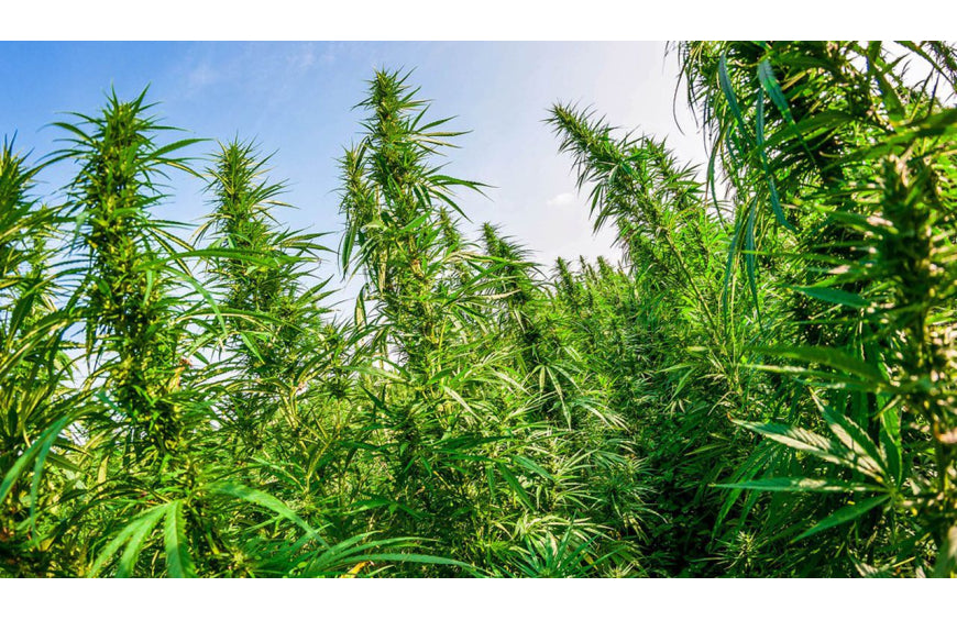 Hoe word je hennepkweker?