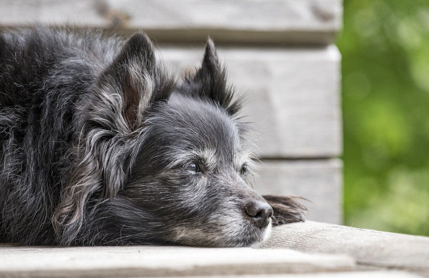 Artrose bij honden verlichten met CBD-olie
