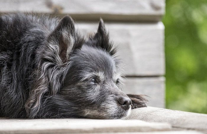 Artrose bij honden verlichten met CBD-olie