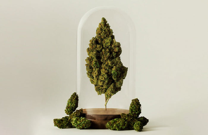 High Society heeft het wereldrecord voor de grootste CBD-kop!