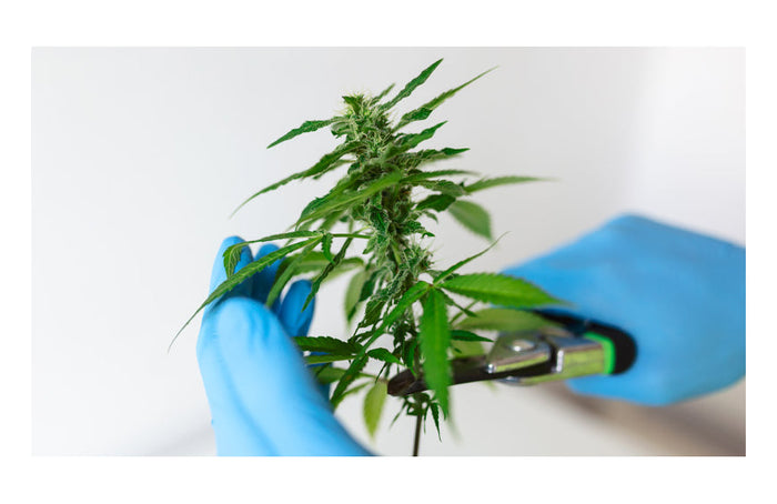 Indica vs Sativa: de verschillen die u moet kennen