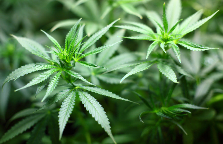 Methoden voor het extraheren van CBD uit de hennepplant