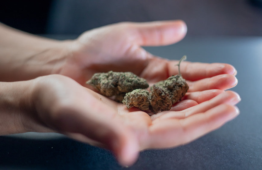 De beste criteria voor het kiezen van CBD-bloemen