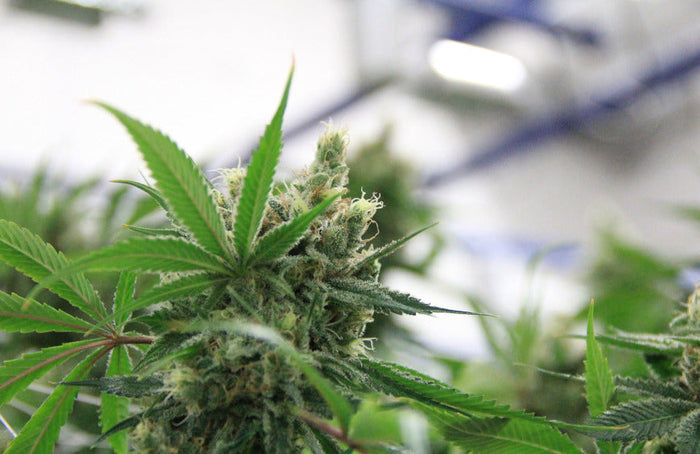 De Raad van State legaliseert CBD-bloemen!