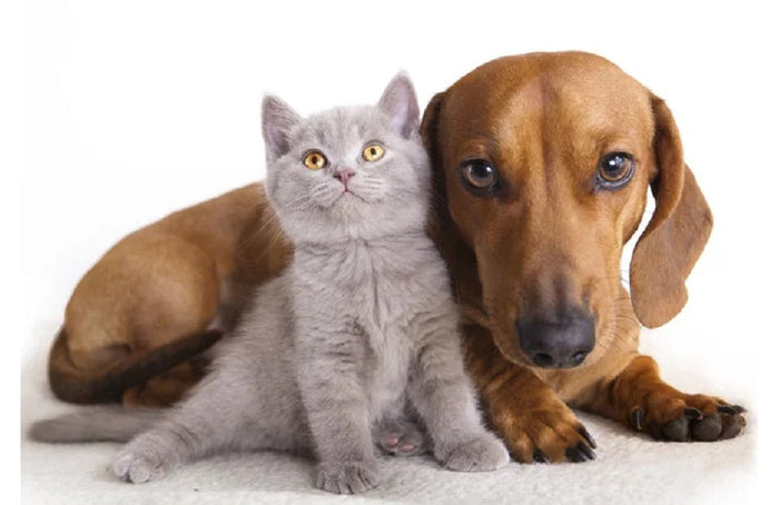 Mag ik CBD aan mijn huisdier geven?