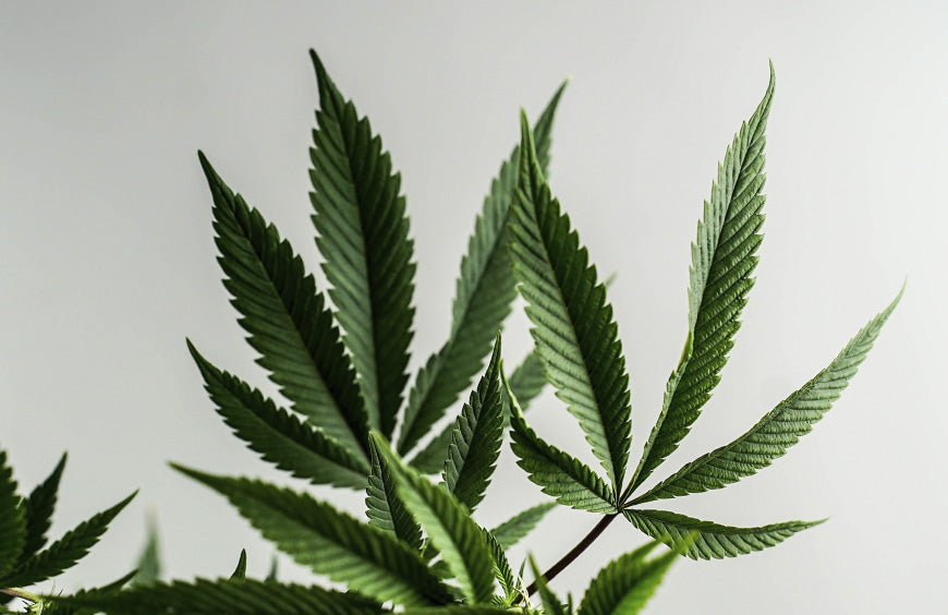 Het lot van CBD-bloemen in handen van de Raad van State