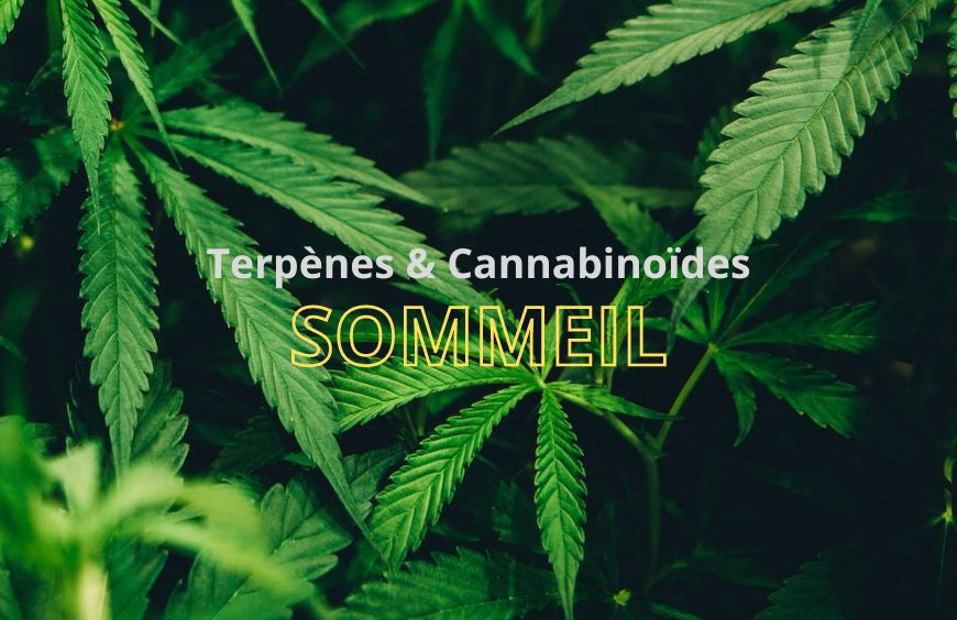 Cannabinoïden en terpenen zouden helpen om een meer verkwikkende slaap te krijgen.