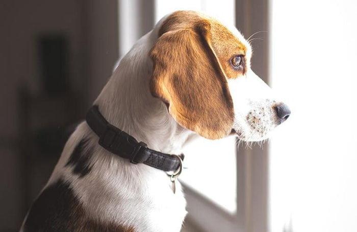 Scheidingsstress bij honden: wat zijn de oplossingen?