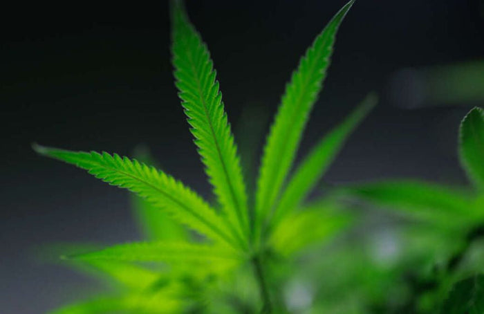 Cannabis in Europa: het laatste nieuws van het nieuwe seizoen