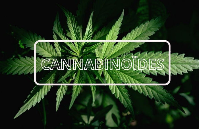 CBN, CBG, CBDA, CBGA, alles wat u moet weten over deze cannabinoïden